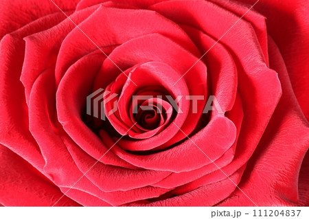 Detail of beautiful china rose Detail of beautiful china rose 111204837