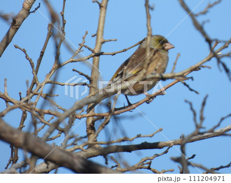 近所の小川で撮ったカワラヒワ 近所の小川で撮ったカワラヒワ 111204971