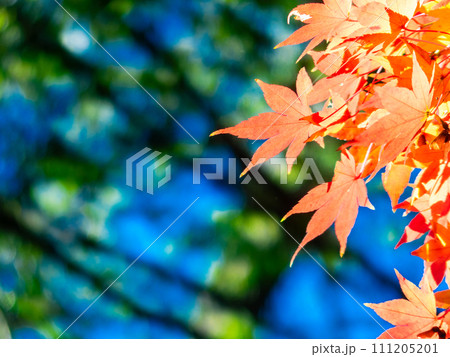 秋の景色 色とりどりの美しい紅葉 秋の景色 色とりどりの美しい紅葉 111205201