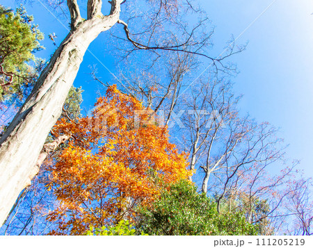 秋の景色　色とりどりの美しい紅葉 111205219