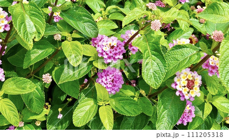 沖縄県慶良間諸島で咲くランタナ 111205318