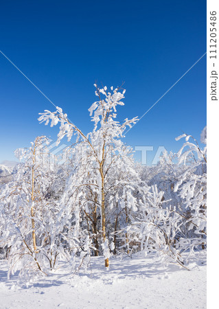 快晴の奥志賀高原スキー場の冬景色 111205486