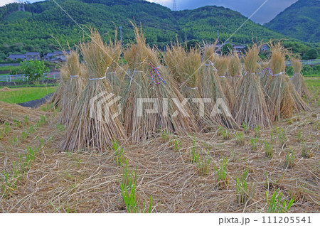 田んぼに刈り取った稲わらが並ぶ里山の風景 田んぼに刈り取った稲わらが並ぶ里山の風景 111205541
