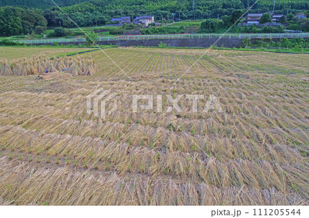 田んぼに刈り取った稲わらが並ぶ里山の風景 111205544