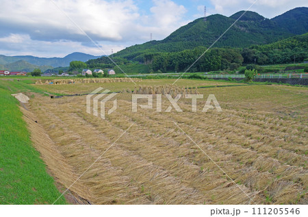 刈り取った稲の藁を干す秋の里山の風景 刈り取った稲の藁を干す秋の里山の風景 111205546