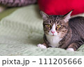 The cat lying on the bed is very cute. 111205666