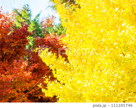 鮮やかな黄色に色づいたイチョウ 紅葉を背景に 鮮やかな黄色に色づいたイチョウ 紅葉を背景に 111205746