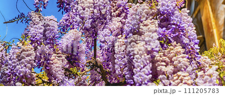 Beautiful purple wisteria flowers in spring 111205783