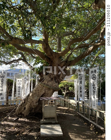 鎌倉龍口明神社の御神木 111206010