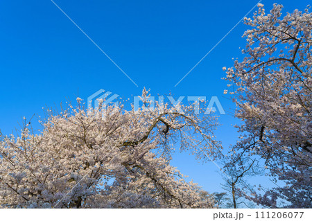 【京都府】3月・淀川河川公園背割堤地区の桜 【京都府】3月・淀川河川公園背割堤地区の桜 111206077