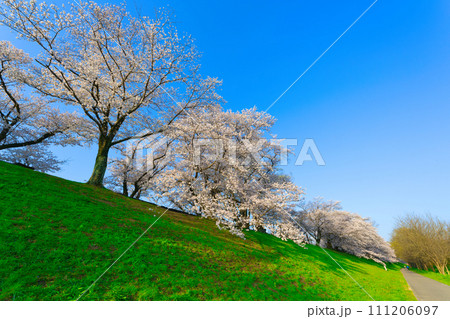 【京都府】3月・淀川河川公園背割堤地区の桜 【京都府】3月・淀川河川公園背割堤地区の桜 111206097