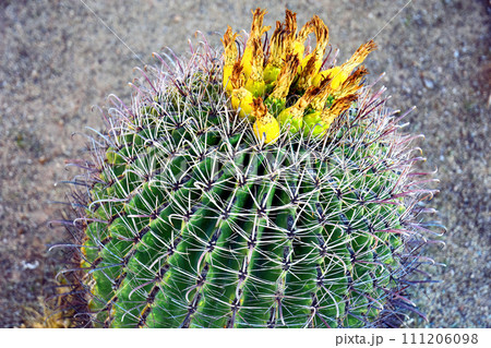 Arizona Barrel Cactus Sonora Desert Arizona Arizona Barrel Cactus Sonora Desert Arizona 111206098