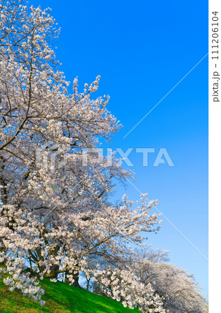 【京都府】3月・淀川河川公園背割堤地区の桜 【京都府】3月・淀川河川公園背割堤地区の桜 111206104