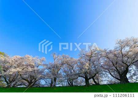 【京都府】3月・淀川河川公園背割堤地区の桜 【京都府】3月・淀川河川公園背割堤地区の桜 111206111