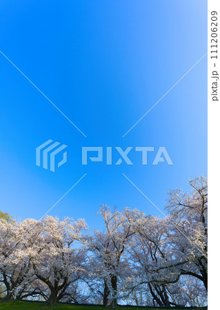 【京都府】3月・淀川河川公園背割堤地区の桜 【京都府】3月・淀川河川公園背割堤地区の桜 111206209