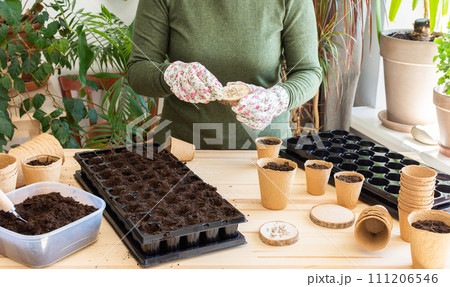 Woman planting tomato seeds at home Woman planting tomato seeds at home 111206546
