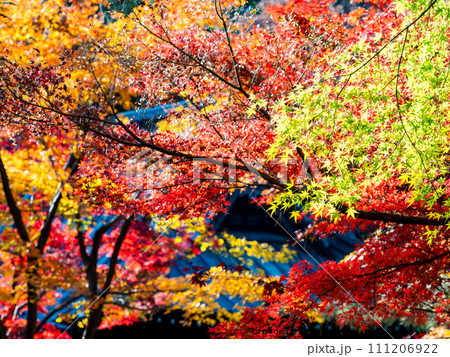 秋の景色　色とりどりの美しい紅葉 111206922