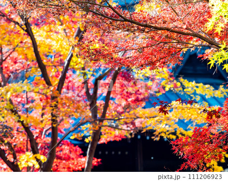 秋の景色 色とりどりの美しい紅葉 秋の景色 色とりどりの美しい紅葉 111206923