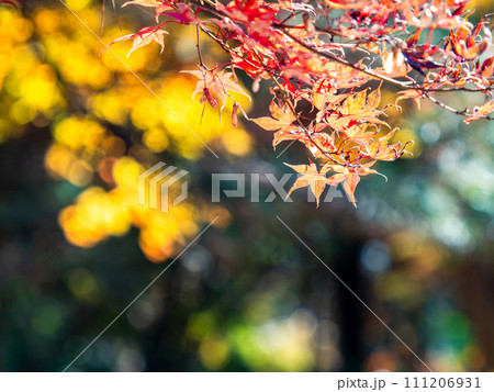 秋の景色　色とりどりの美しい紅葉 111206931