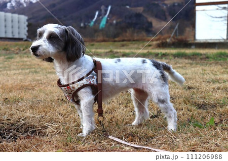 八方尾根 111206988