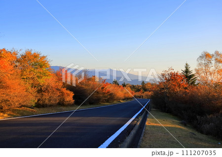 紅葉する八方ヶ原の大間々台／栃木県矢板市 111207035