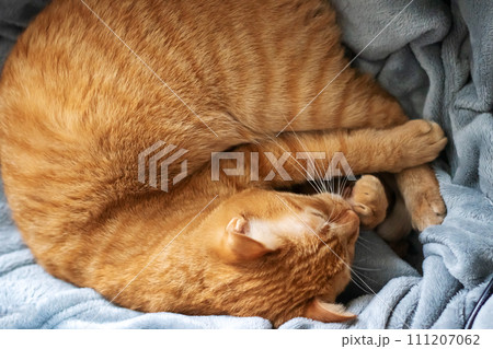 Ginger cat curled up in a ball and sleeps 111207062