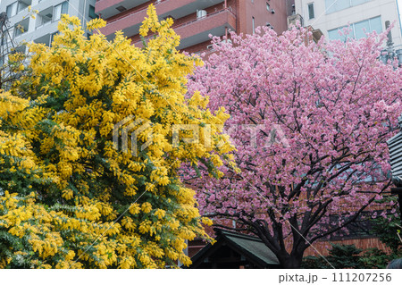 道路沿いに咲く河津桜とミモザ 111207256