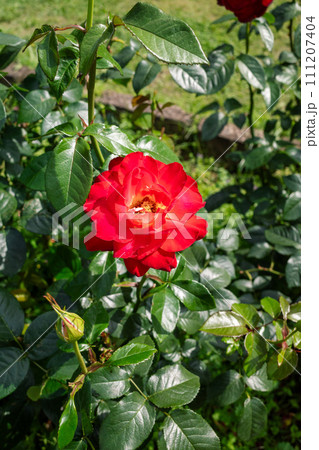 赤いバラ 111207404