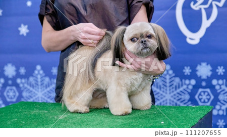 The woman holds the shih tzu's head with one hand and the dog's tail with the other 111207655