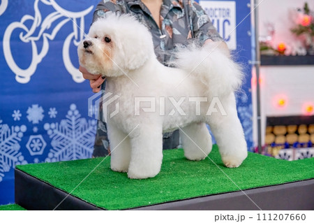 Gorgeous bichon frise dog after grooming in a specialized salon Gorgeous bichon frise dog after grooming in a specialized salon 111207660