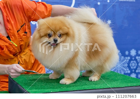 Red-haired gorgeous pomeranian in plush style after grooming Red-haired gorgeous pomeranian in plush style after grooming 111207663