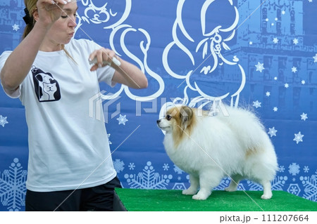 A female groomer uses her hands to hold the attention of a pomeranian dog, demonstrating the haircut of the animal 111207664