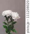2輪の白い菊の花 111208020