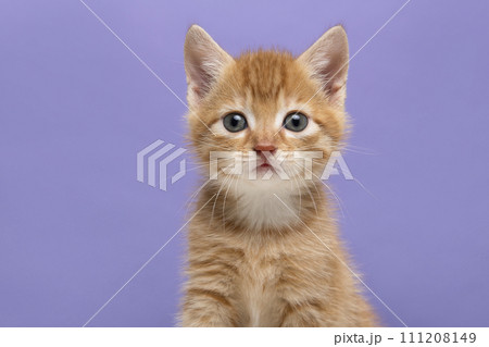 Portrait of an adorable ginger kitten  on a lavender purple background with space for copy 111208149