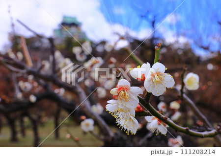 大阪城公園(大阪市中央区)梅林に咲く<一重野梅> 大阪城公園(大阪市中央区)梅林に咲く<一重野梅> 111208214