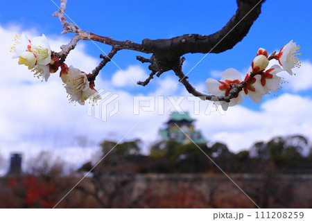 大阪城公園(大阪市中央区)梅林に咲く<一重野梅> 大阪城公園(大阪市中央区)梅林に咲く<一重野梅> 111208259