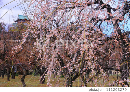 大阪城公園(大阪市中央区)梅林に咲く<曙枝垂> 大阪城公園(大阪市中央区)梅林に咲く<曙枝垂> 111208279