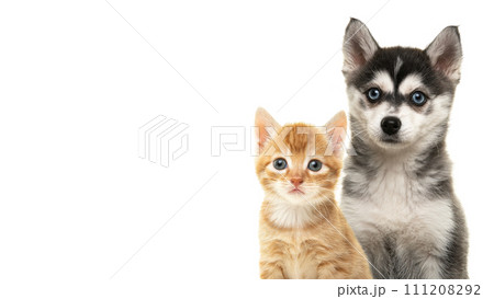 Ginger kitten and pomsky puppy portrait togehter on a white background with space for copy Ginger kitten and pomsky puppy portrait togehter on a white background with space for copy 111208292
