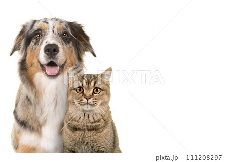 Portrait of a pretty blue merle australian shepherd dog with open mouth on a white background Portrait of a pretty blue merle australian shepherd dog with open mouth on a white background 111208297