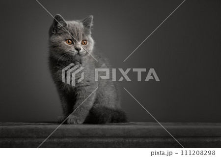 Ggrey british shorthaired kitten looking away on a grey background in a fine art image Ggrey british shorthaired kitten looking away on a grey background in a fine art image 111208298