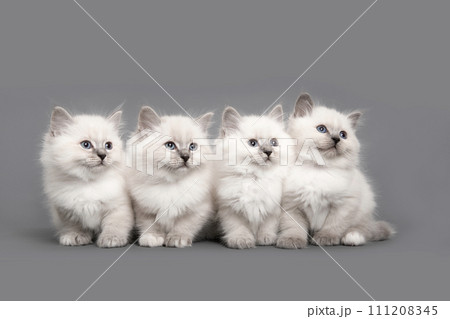 Four cute ragdoll purebred kittens together looking away on a grey background Four cute ragdoll purebred kittens together looking away on a grey background 111208345