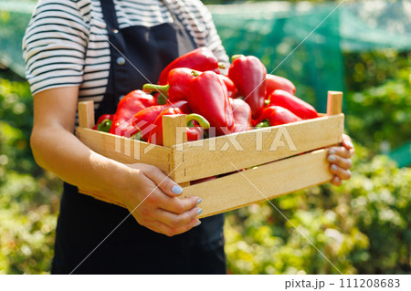 Fresh Harvest of Red Bell Peppers 111208683