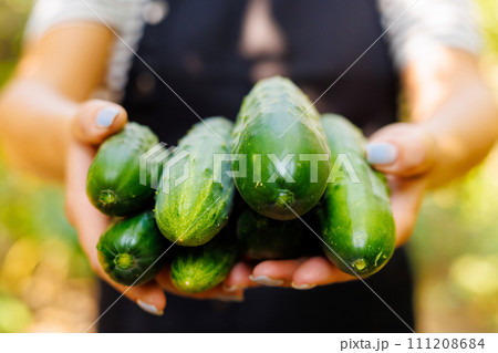 Fresh Organic Cucumbers Held in Hands Fresh Organic Cucumbers Held in Hands 111208684