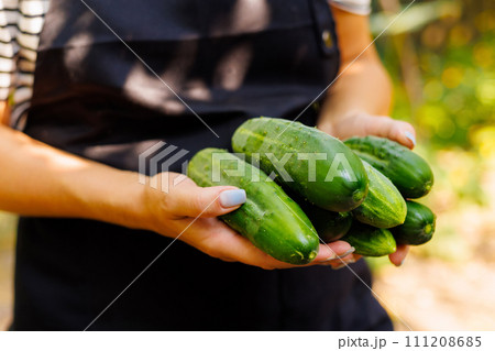 Fresh Organic Cucumbers Held in Hands Fresh Organic Cucumbers Held in Hands 111208685