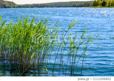 A tall grass, sedge on the shore of the lake, glistened with dew in the strong sunlight. 111208802