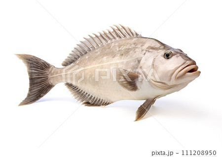 Image of a halibut fish isolated on white background. Fresh fish. Underwater animals. Generative AI. 111208950
