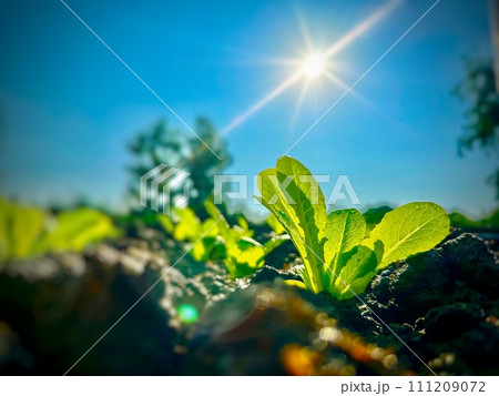Close up of the green little sprout of young cabbage is growing up in the soil under the blue sky and bright sunrise in the morning. Banner background of garden agriculture concept. Close up of the green little sprout of young cabbage is growing up in the soil under the blue sky and bright sunrise in the morning. Banner background of garden agriculture concept. 111209072