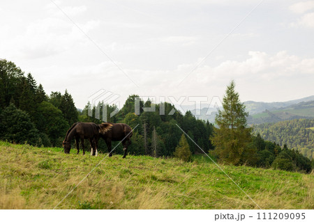 Beautiful brown horses grazing in a meadow in summer, summer field 111209095