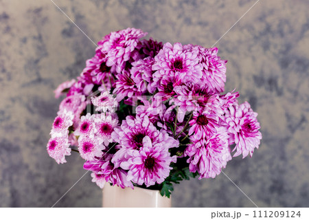 Chrysanthemum. Bunch of pink chrysanthemum flowers and white tips on their petals. Chrysanthemum. Bunch of pink chrysanthemum flowers and white tips on their petals. 111209124