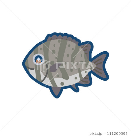 かわいいイシガキイシダイのイラスト	 111209395